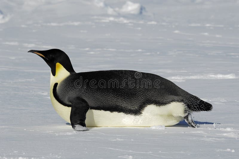 Pinguim de deslizamento