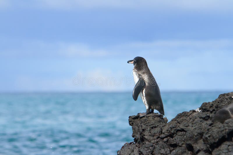 Pinguim de Galápagos que olha o oceano imagem de stock royalty free Pinguim de Galápagos que olha o oceano imagem de stock royalty free
