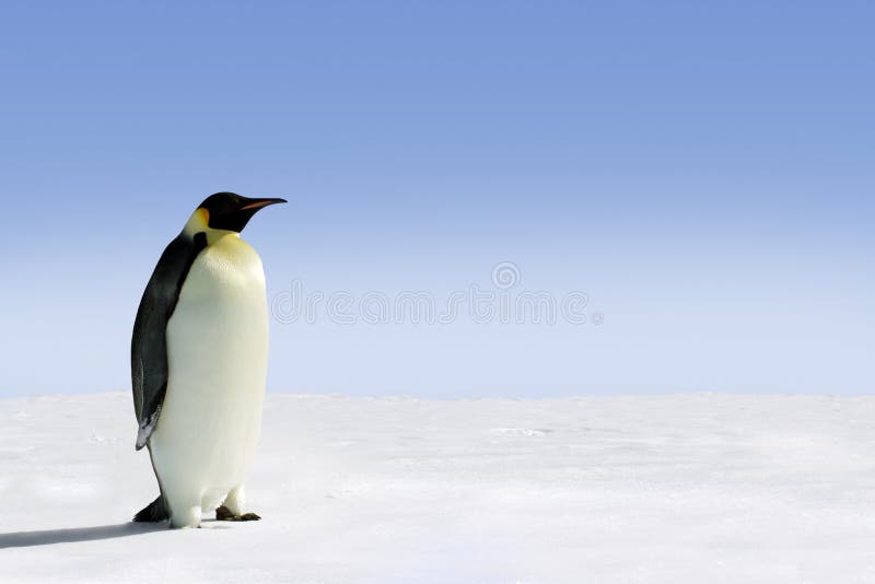 Pinguim de imperador em Continente antárctico