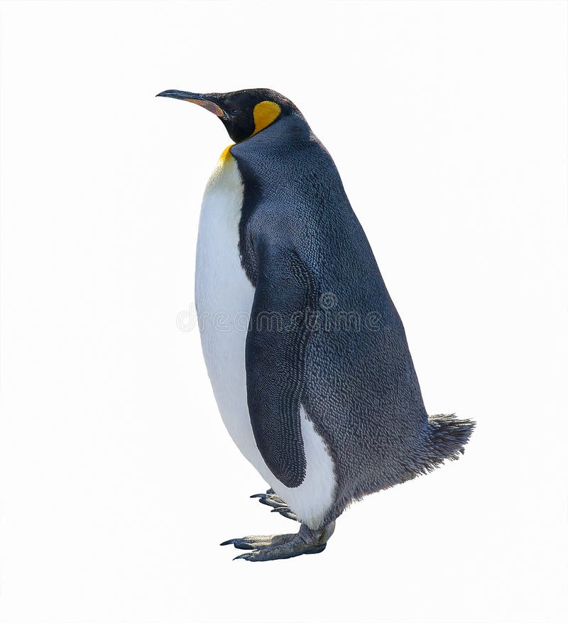 Pinguim de imperador isolado no fundo branco fotografia de stock Pinguim de imperador isolado no fundo branco fotografia de stock