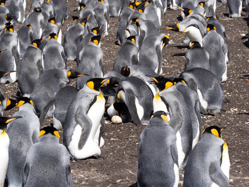 Pinguim de rei grande da colônia do assentamento, patagonicus do Aptenodytes, ponto voluntário, Falkland Islands - Malvinas imagem de stock Pinguim de rei grande da colônia do assentamento, patagonicus do Aptenodytes, ponto voluntário, Falkland Islands - Malvinas imagem de stock