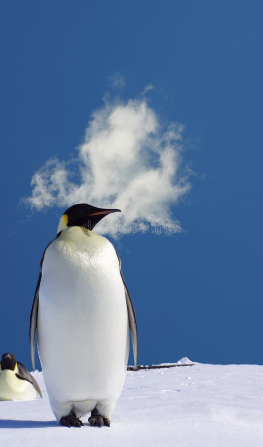 Penguin against a blue sky. Penguin against a blue sky