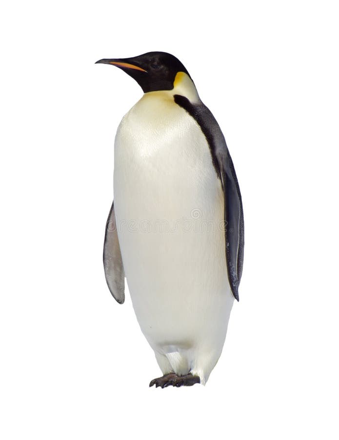 Emperor penguin isolated on white background. Emperor penguin isolated on white background.