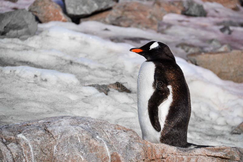 Pinguin, der auf einem Felsen sitzt stockfotografie Pinguin, der auf einem Felsen sitzt stockfotografie