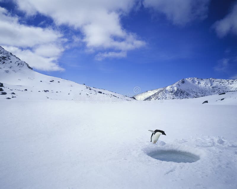 Penguin Looking Down a Hole in the Ice. Penguin Looking Down a Hole in the Ice