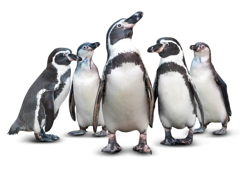 Group of cute penguin isolated on white background. Group of cute penguin isolated on white background