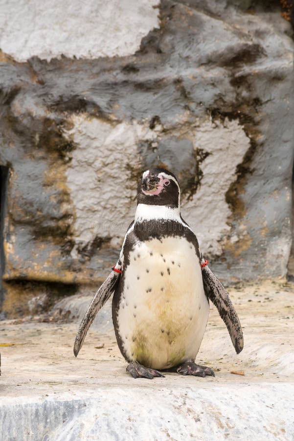 Pinguin im Zoo lizenzfreie stockfotografie Pinguin im Zoo lizenzfreie stockfotografie