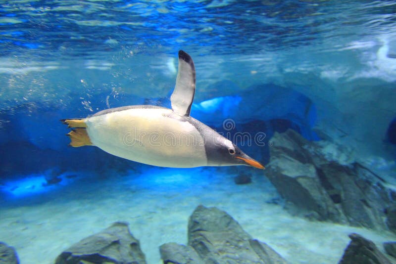 A Gentoo penguin dives underwater in its sanctuary - a sea cave replication. A Gentoo penguin dives underwater in its sanctuary - a sea cave replication