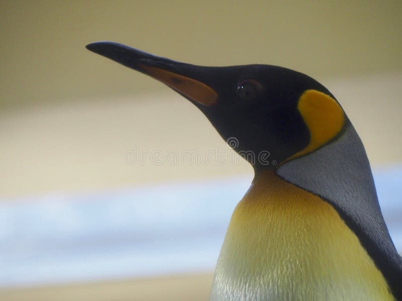 Pinguindetail lizenzfreie stockbilder Pinguindetail lizenzfreie stockbilder