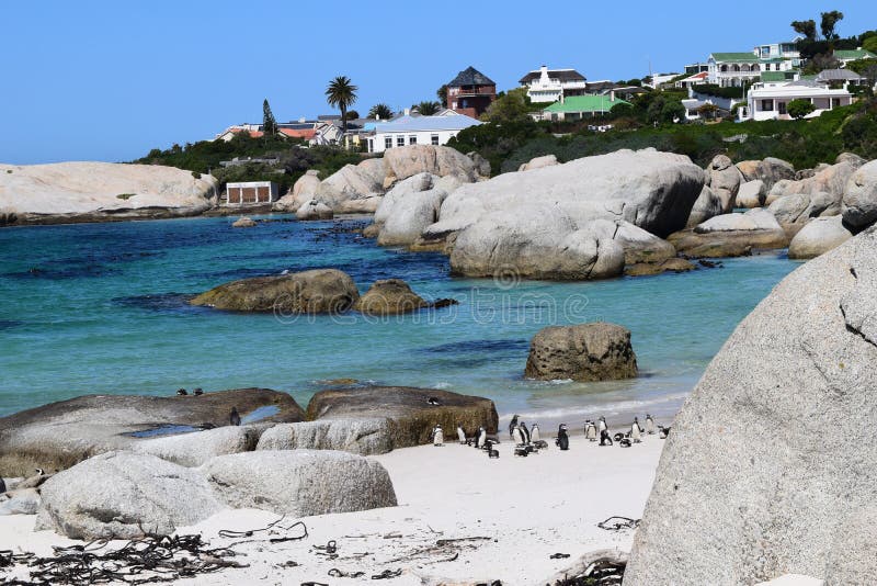 Pinguine am exotischen und schönen Strand von Boulders in Südafrika stockfotos Pinguine am exotischen und schönen Strand von Boulders in Südafrika stockfotos