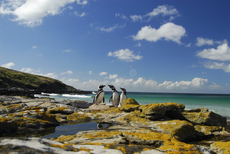 Pinguine in Falklandinseln