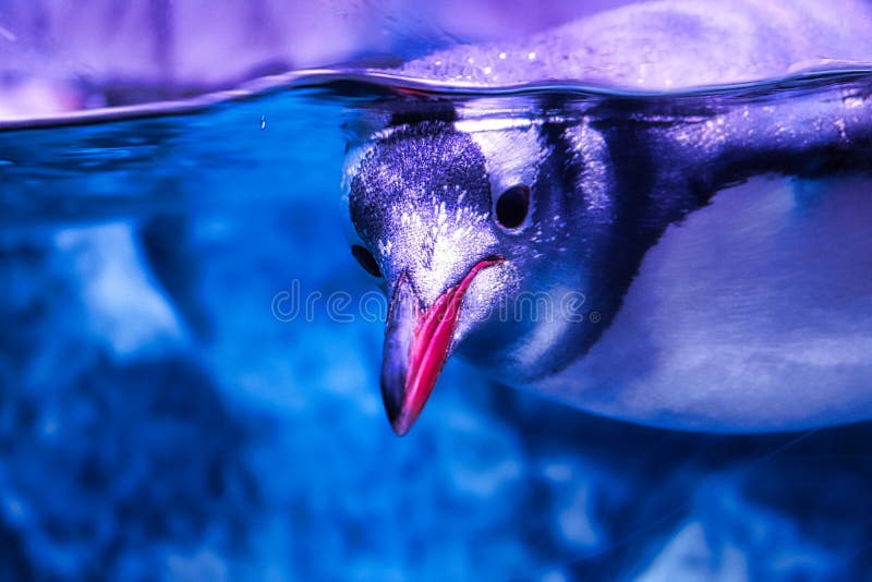 Pinguine vom Seeleben in Bangkok stockfoto Pinguine vom Seeleben in Bangkok stockfoto