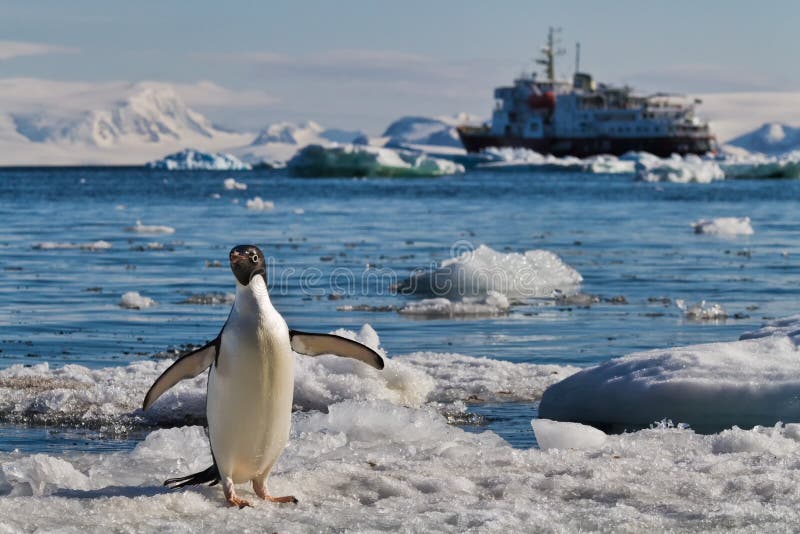 Closeup (close-up) of Adelie penguin with flippers outstretched, cruise (expedition) ship, glaciers, and icebergs in background, at Devil Island, Antarctica. Closeup (close-up) of Adelie penguin with flippers outstretched, cruise (expedition) ship, glaciers, and icebergs in background, at Devil Island, Antarctica