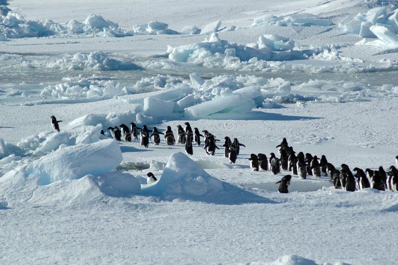 A group of about forty Antarctic Adelie penguins is led by one enthusiastic penguin on the left. A group of about forty Antarctic Adelie penguins is led by one enthusiastic penguin on the left.