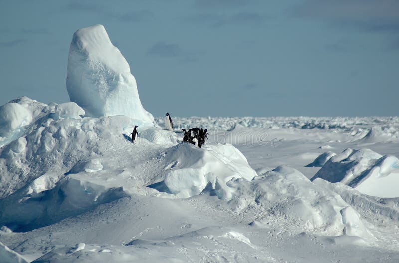 Pinguini antartici immagini stock Pinguini antartici immagini stock