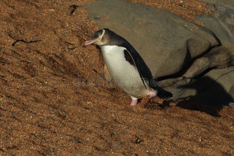 pinguini dagli occhi gialli (megadyptes antipodi) alla costa, Katiki Point, Moeraki, Nuova Zelanda immagini stock libere da diritti pinguini dagli occhi gialli (megadyptes antipodi) alla costa, Katiki Point, Moeraki, Nuova Zelanda immagini stock libere da diritti
