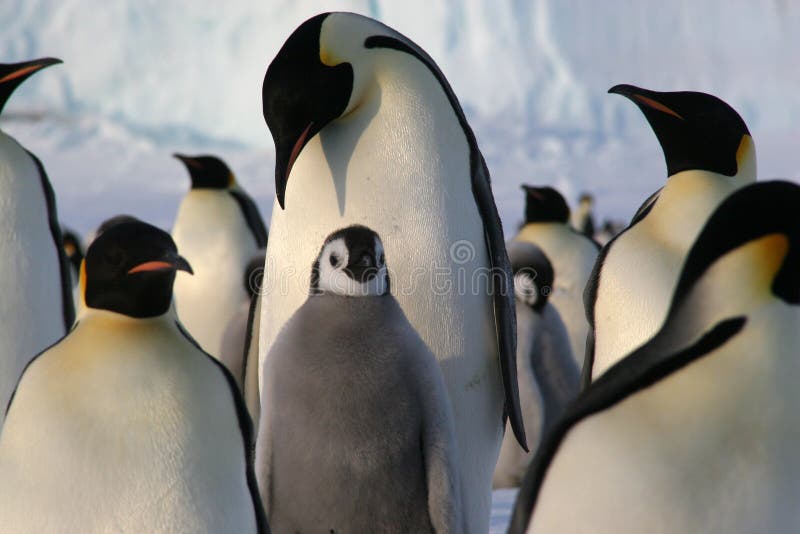 Pinguini dell'imperatore con il pulcino