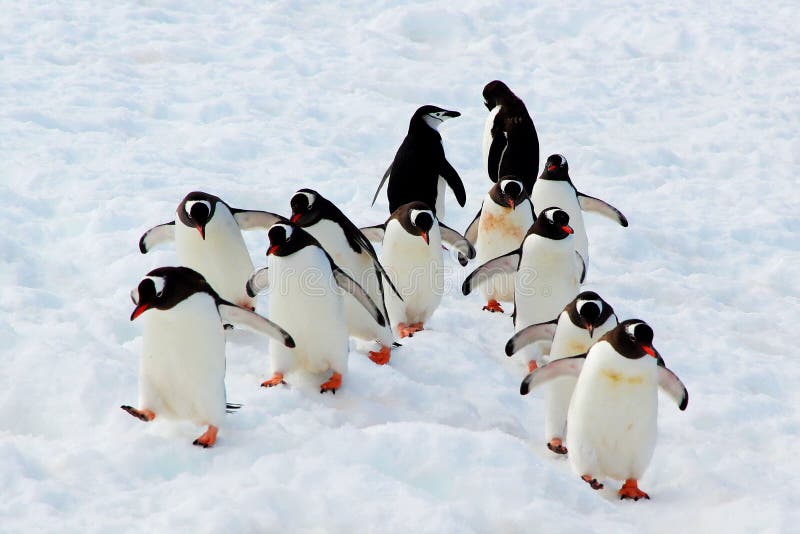 Pinguini di camminata di Gentoo fotografie stock Pinguini di camminata di Gentoo fotografie stock