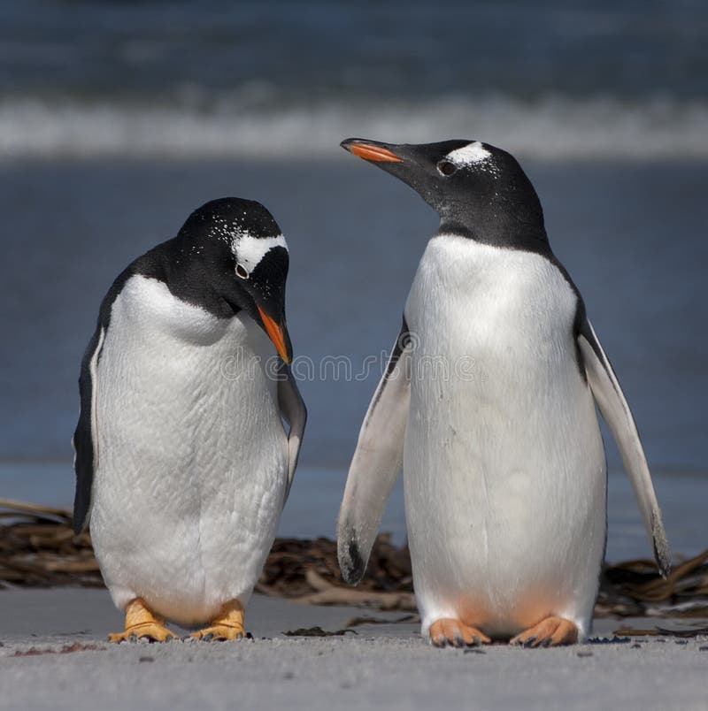 Pinguini di Gentoo fotografie stock Pinguini di Gentoo fotografie stock