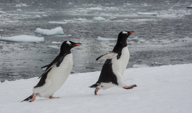 Pinguini di Gentoo che si inseguono sull'isola di Danco, penisola antartica fotografie stock libere da diritti Pinguini di Gentoo che si inseguono sull'isola di Danco, penisola antartica fotografie stock libere da diritti