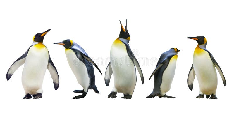Pinguini di imperatore fotografia stock Pinguini di imperatore fotografia stock