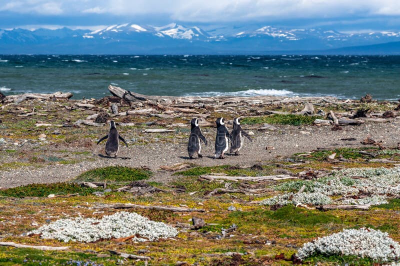 Pinguini di Magellanic nell'ambiente naturale - pinguino di Seno Otway fotografie stock libere da diritti Pinguini di Magellanic nell'ambiente naturale - pinguino di Seno Otway fotografie stock libere da diritti