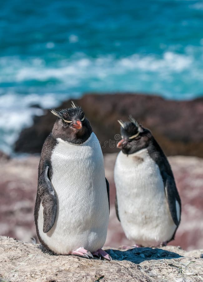 Pinguini di Rockhopper immagine stock libera da diritti