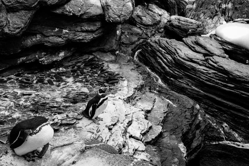 Pinguini nell'ambiente antartico, scena della fauna selvatica su Oc del sud immagini stock Pinguini nell'ambiente antartico, scena della fauna selvatica su Oc del sud immagini stock