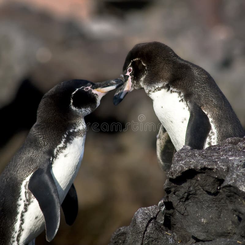 Pinguini nell'amore