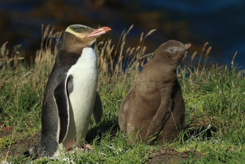 pinguino dagli occhi gialli cuciti (megadyptes antipodes) sulla costa, Katiki Point, Moeraki, Nuova Zelanda fotografia stock pinguino dagli occhi gialli cuciti (megadyptes antipodes) sulla costa, Katiki Point, Moeraki, Nuova Zelanda fotografia stock