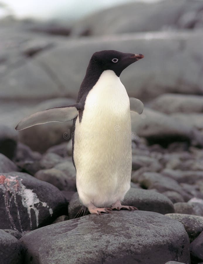 Adelie penguins ( Pygoscelis adeliae ) are the smallest of the penguins living on the Antarctica continent. They are about 28 inches (70 cm) tall and weigh about 8 to 9 lbs. (4 kilogram). Adelie penguins were named after the wife of a French explorer in the 1830s. These penguins nest and breed on the rocky, ice-free beaches in large colonies of ten thousands of birds. There are over 2.5 million br. Adelie penguins ( Pygoscelis adeliae ) are the smallest of the penguins living on the Antarctica continent. They are about 28 inches (70 cm) tall and weigh about 8 to 9 lbs. (4 kilogram). Adelie penguins were named after the wife of a French explorer in the 1830s. These penguins nest and breed on the rocky, ice-free beaches in large colonies of ten thousands of birds. There are over 2.5 million br