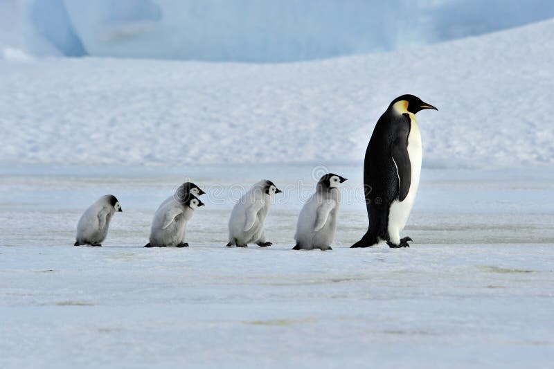 Pinguino dell'imperatore fotografia stock