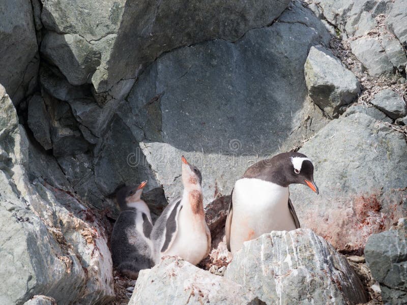 Pinguino di Gentoo con due pulcini immagini stock Pinguino di Gentoo con due pulcini immagini stock