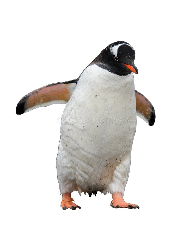 Pinguino di Gentoo isolato su fondo bianco