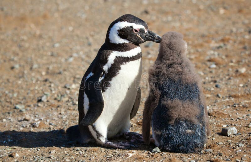Pinguino di Magellanic con il suo nestling fotografia stock libera da diritti