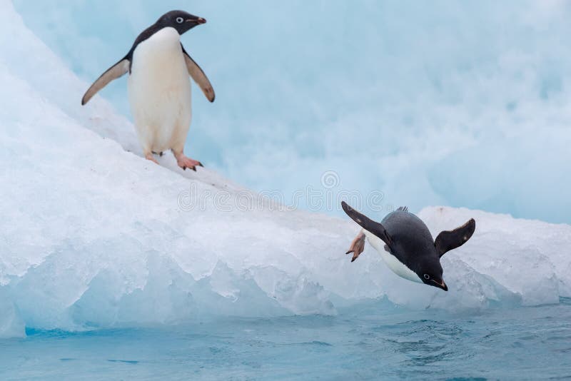 Pinguino di salto Un Adelie & un x28; Adélie& x29; il pinguino si tuffa nel mare da un iceberg immagini stock Pinguino di salto Un Adelie & un x28; Adélie& x29; il pinguino si tuffa nel mare da un iceberg immagini stock