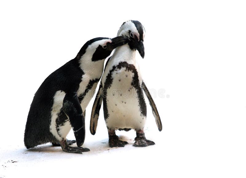 Cute affectionate penguin couple isolated. Cute affectionate penguin couple isolated