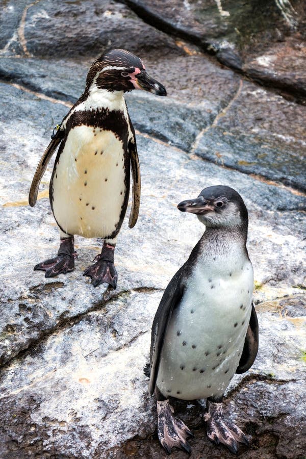 Pinguins bonitos de Humboldt no parque atlântico do mar em Alesund Pinguins bonitos de Humboldt no parque atlântico do mar em Alesund