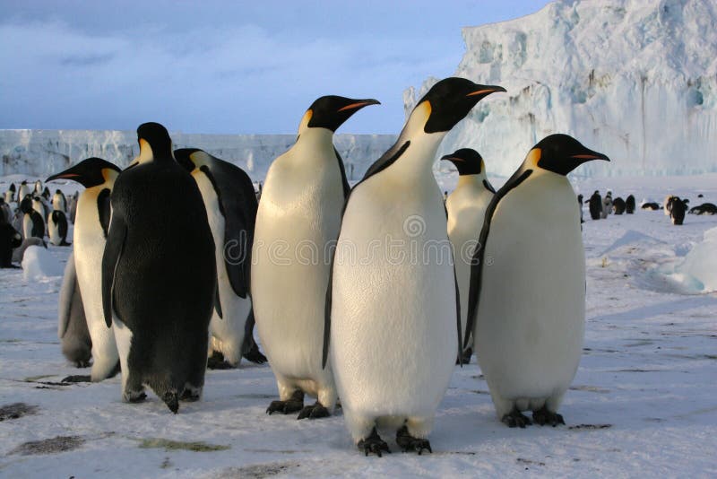 Pinguins de imperador