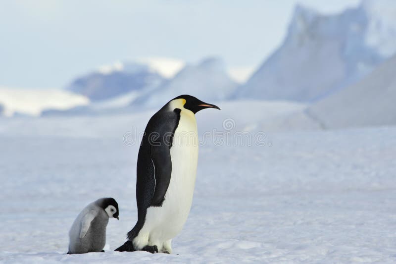 Pinguins de imperador com pintainho
