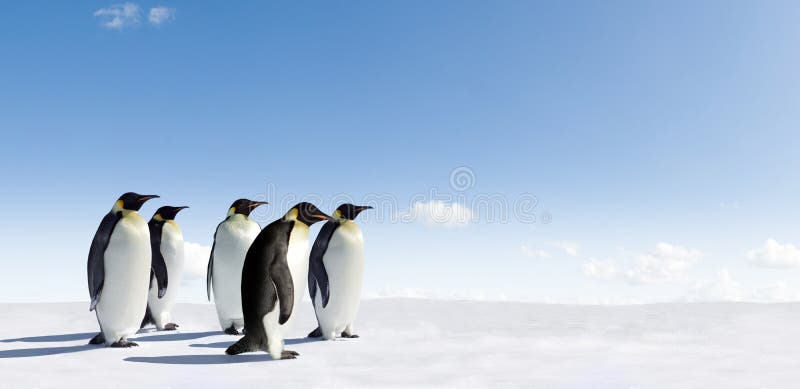 Pinguins de imperador na cena da neve