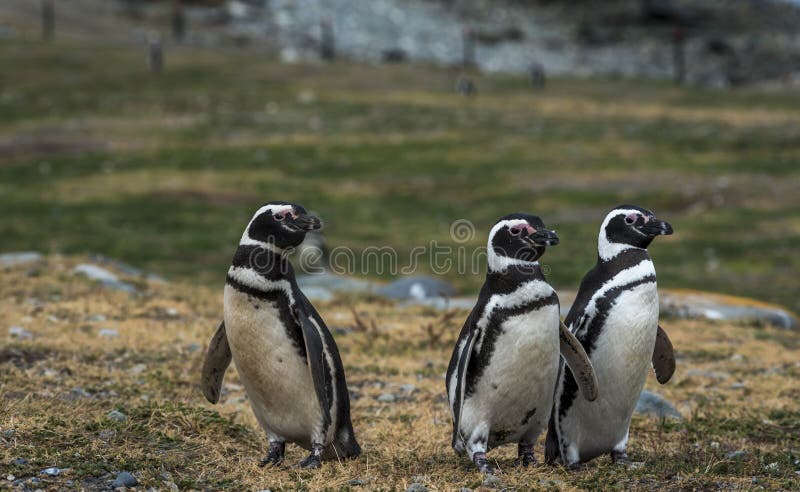 Pinguins de Magellanic, Magdalena Island, o Chile fotografia de stock Pinguins de Magellanic, Magdalena Island, o Chile fotografia de stock