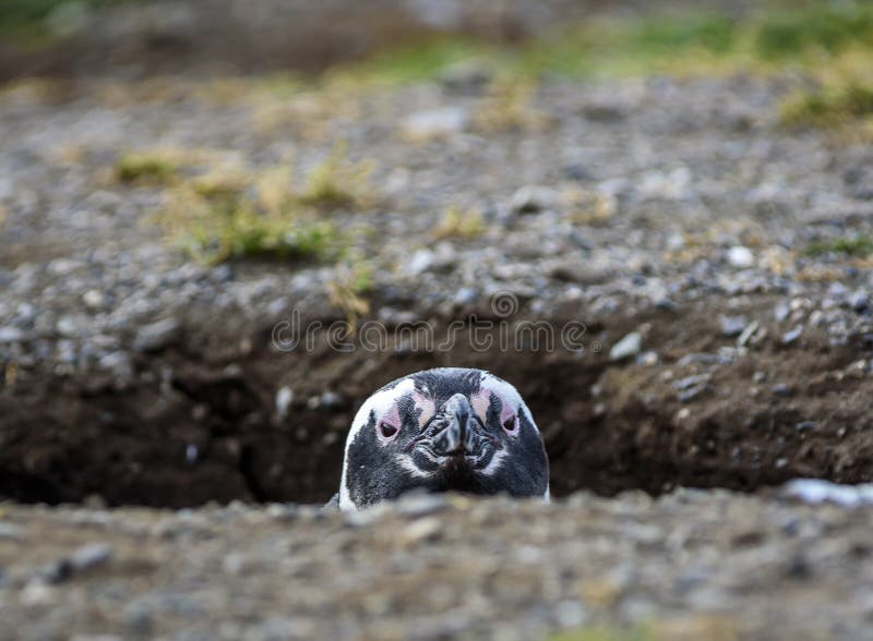 Pinguins de Magellanic, Magdalena Island, o Chile foto de stock Pinguins de Magellanic, Magdalena Island, o Chile foto de stock