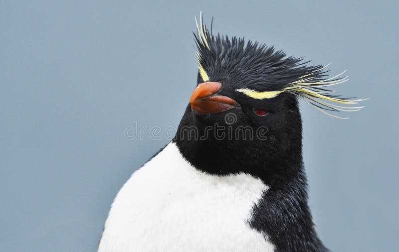 verachten zuurgraad belediging Birds Pinguins Stock Photos - Free & Royalty-Free Stock Photos from  Dreamstime
