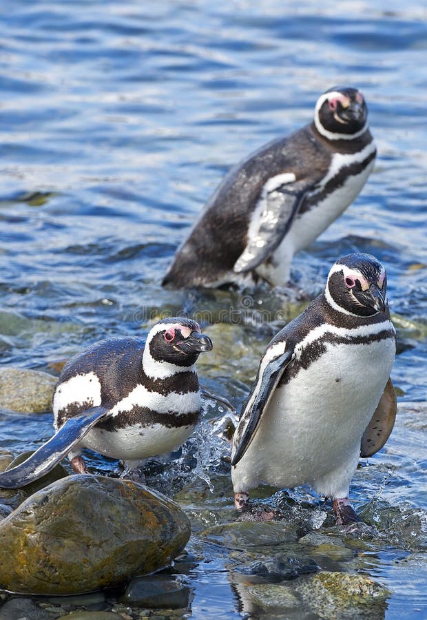 Pinguins, ilha de Magdalena, o Chile imagens de stock Pinguins, ilha de Magdalena, o Chile imagens de stock