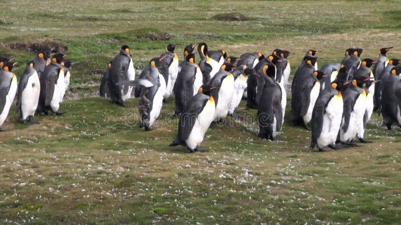 Pinguins imperiais em Falkland Islands verde na Antártica