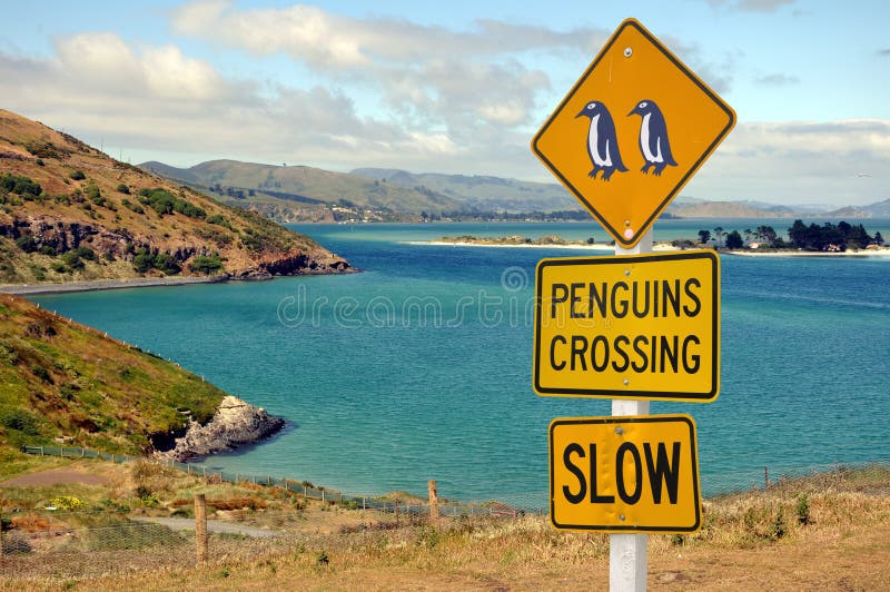 Pinguins que cruzam-se, península do sinal de estrada de Otago imagem de stock Pinguins que cruzam-se, península do sinal de estrada de Otago imagem de stock