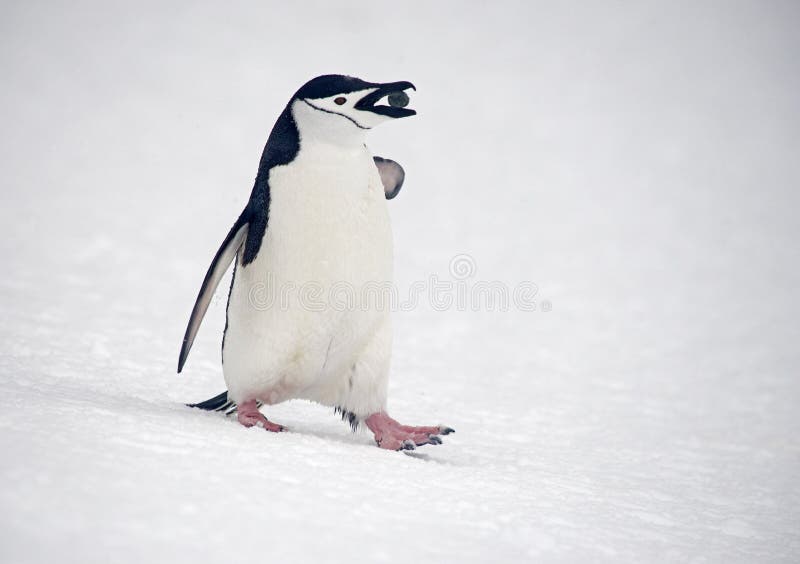 Pinguins que marcham, Anarctica de Chinstrap fotografia de stock royalty free Pinguins que marcham, Anarctica de Chinstrap fotografia de stock royalty free