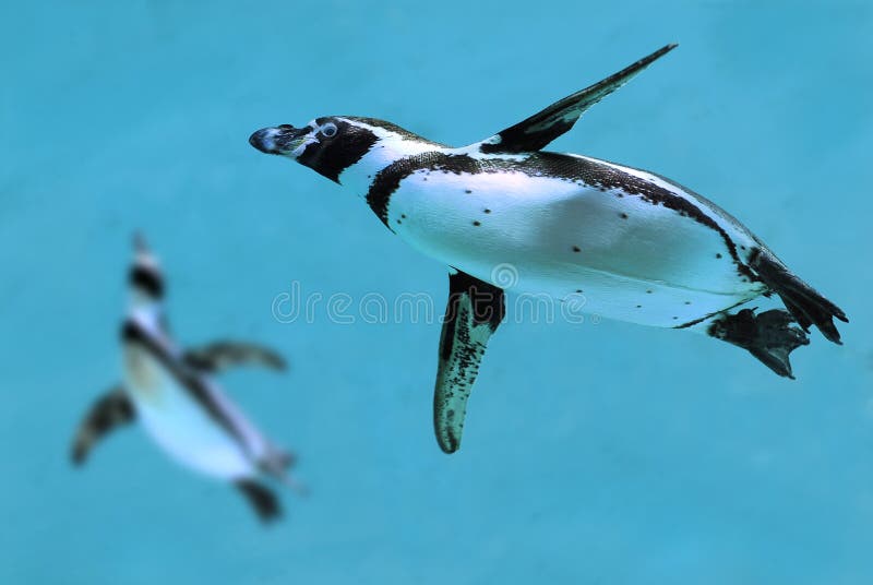 Pinguins sob a água imagens de stock royalty free Pinguins sob a água imagens de stock royalty free