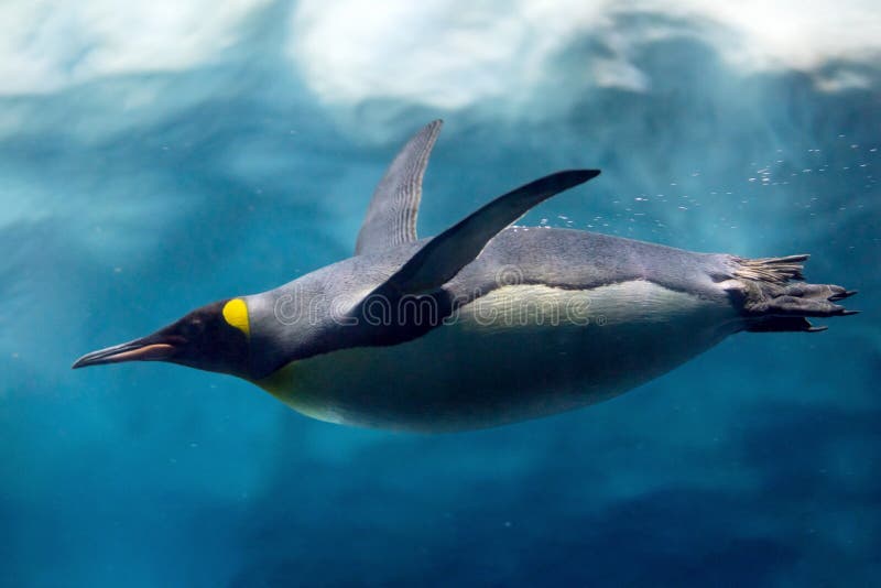 Pinguintauchen unter Eisunterwasserphotographie.